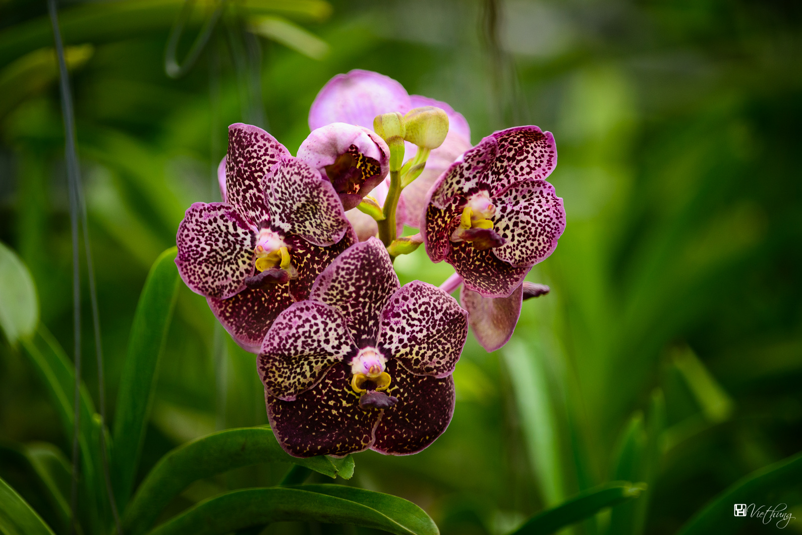 Vanda #5