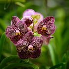 Vanda #5