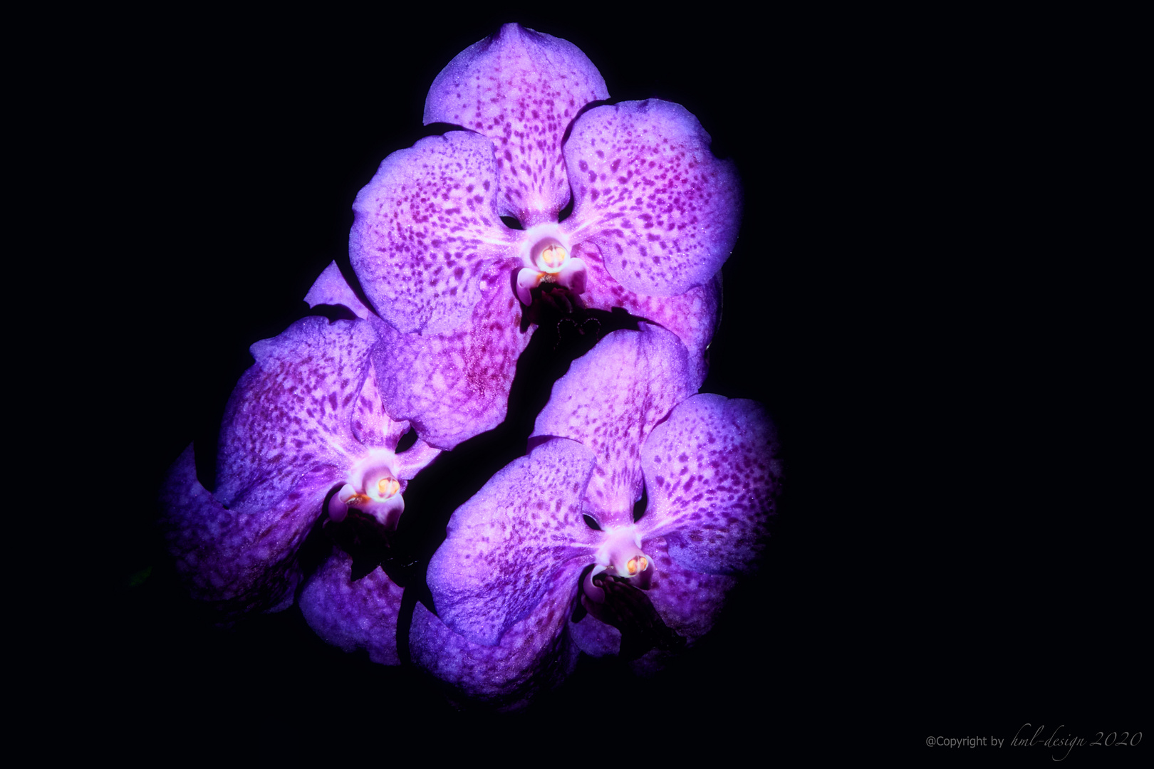 Vanda