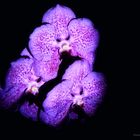 Vanda