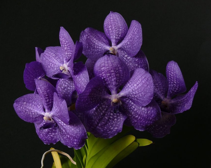 Vanda