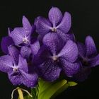 Vanda