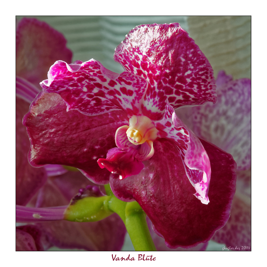 Vanda