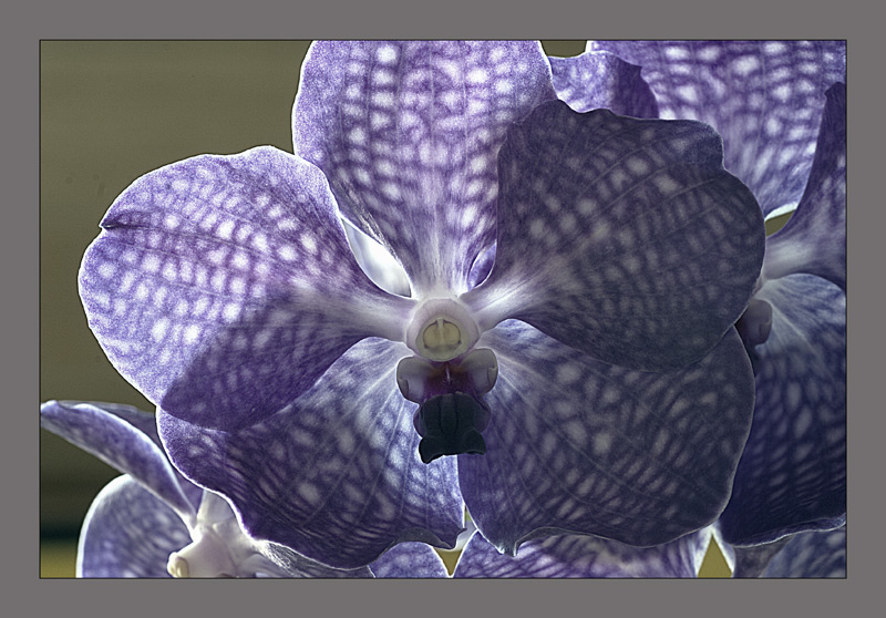 Vanda, blau