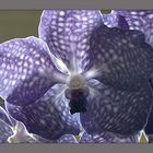 Vanda, blau