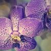 Vanda Bleu