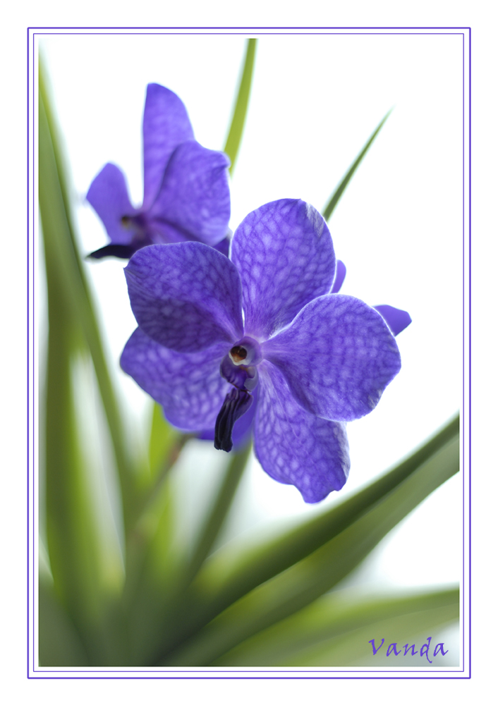 Vanda blue Magic