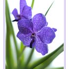 Vanda blue Magic