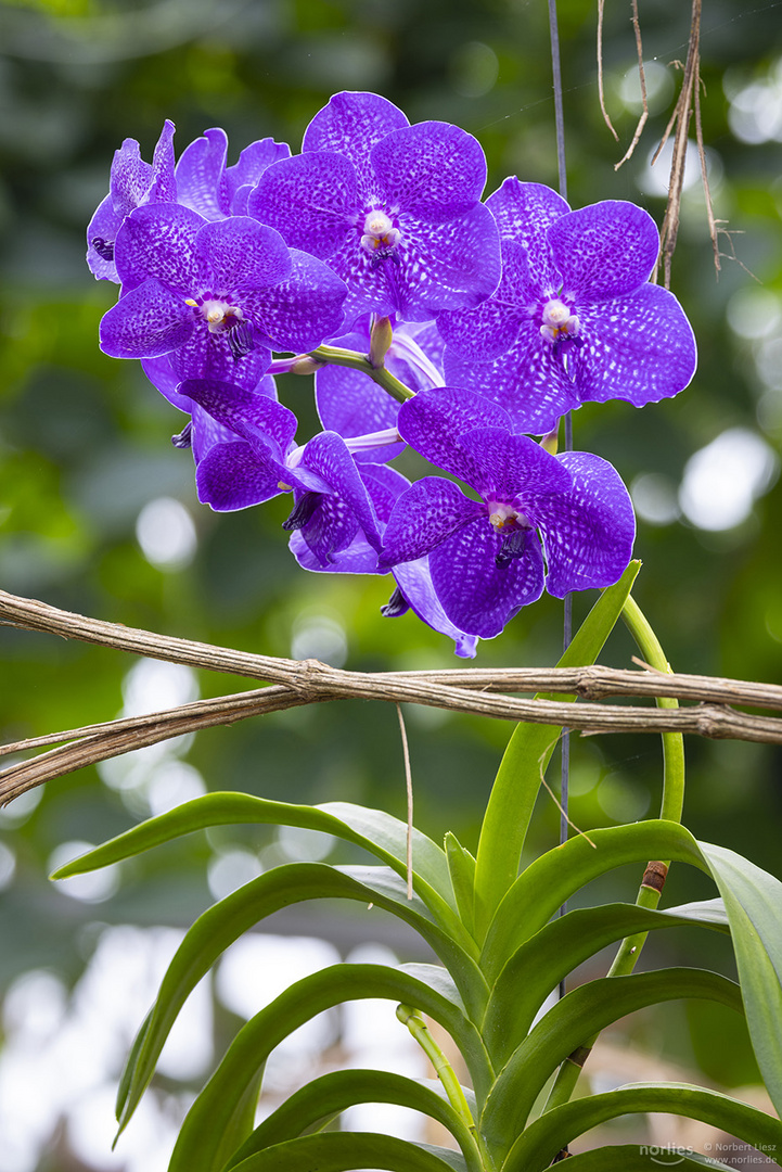 Vanda "Bluestar beauty"