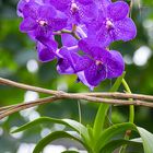 Vanda "Bluestar beauty"