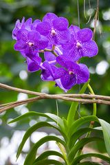 Vanda "Bluestar beauty"