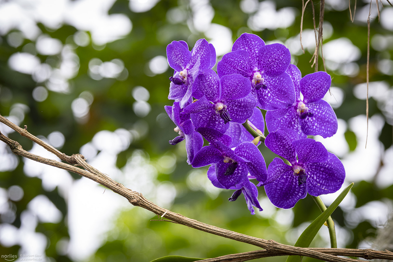 Vanda Bluestar Beauty Orchidee