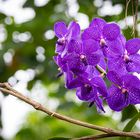 Vanda Bluestar Beauty Orchidee