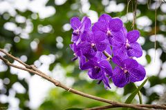 Vanda Bluestar Beauty Orchidee