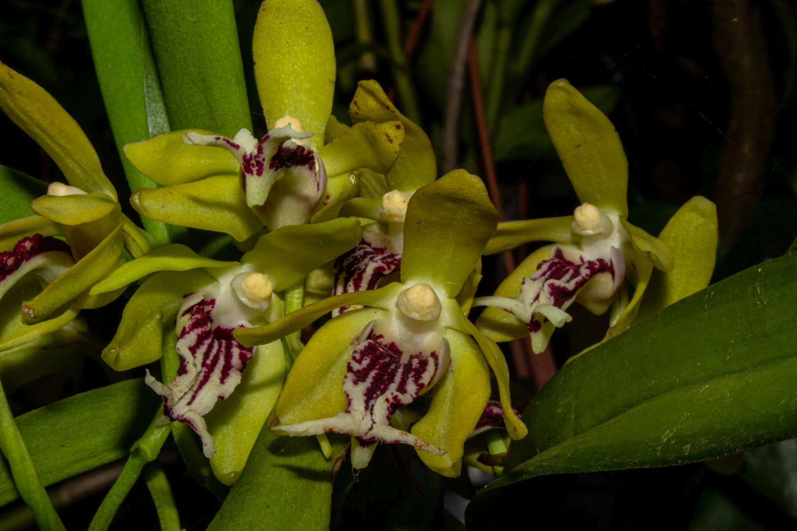 Vanda Chistata