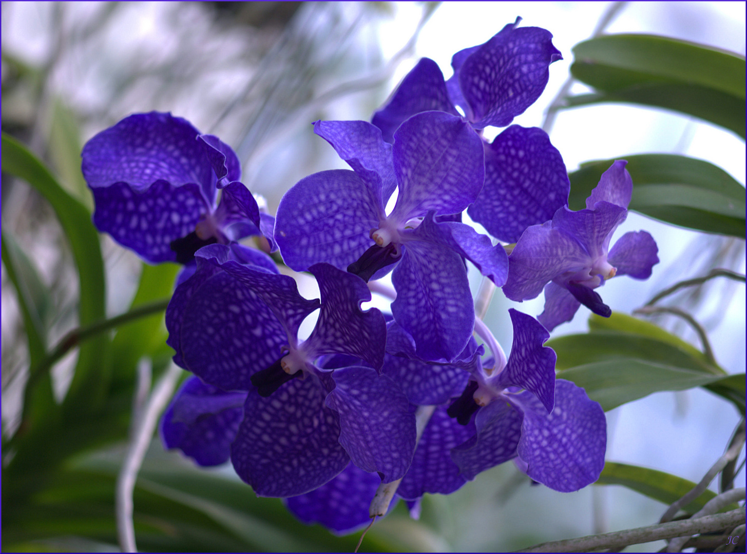 Vanda coerulea