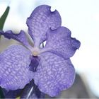 Vanda coerulea