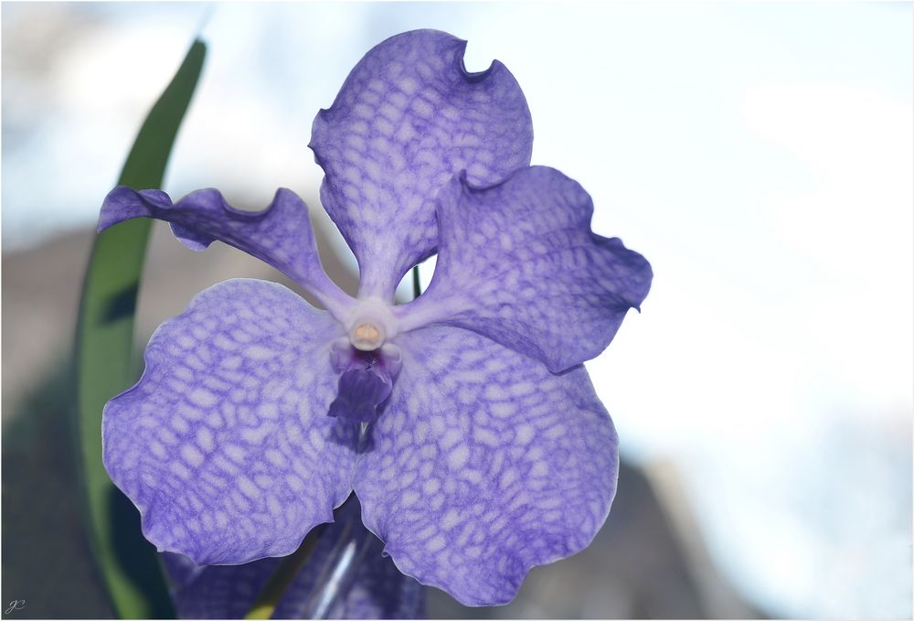 Vanda coerulea