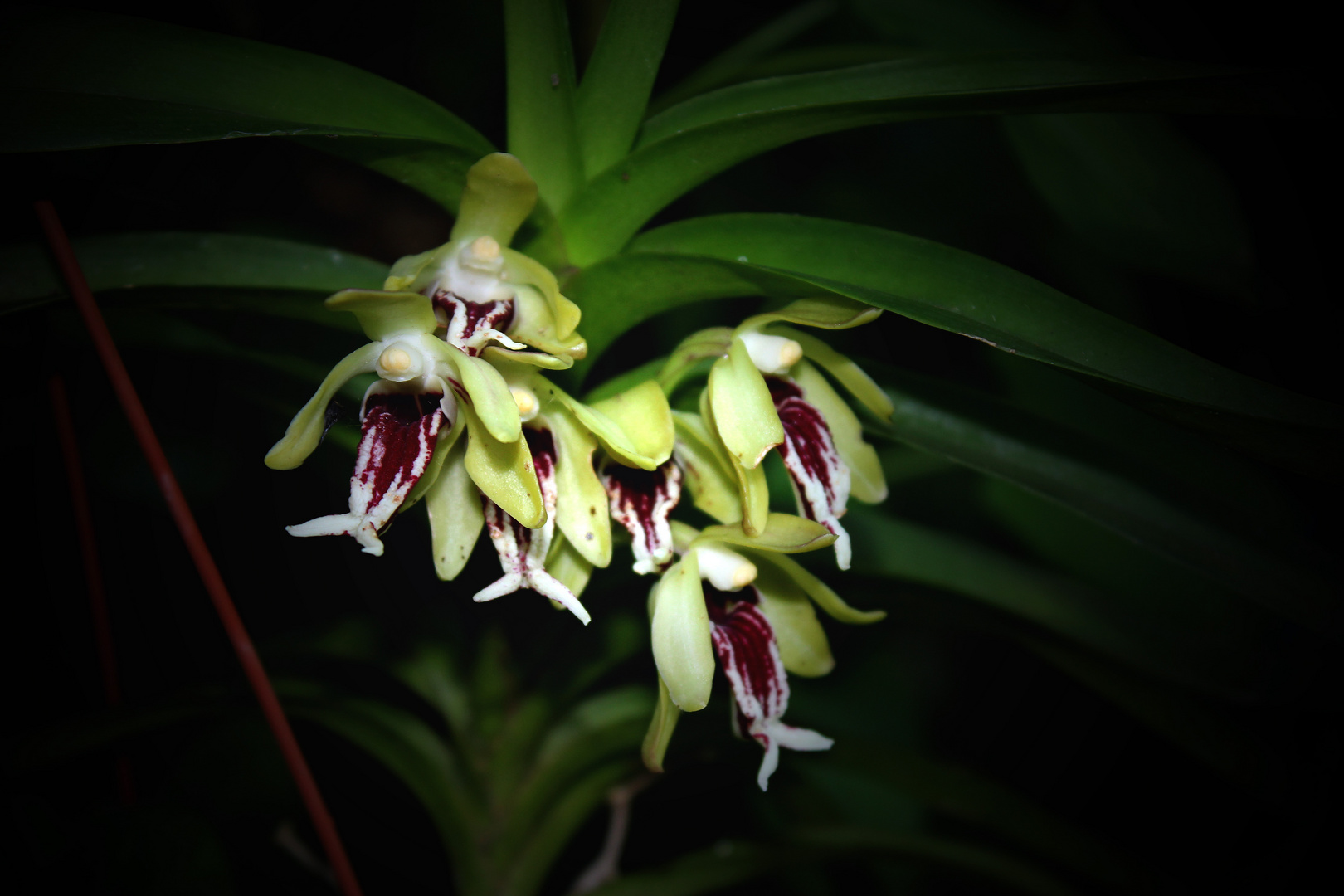 Vanda cristata (Orchidee)