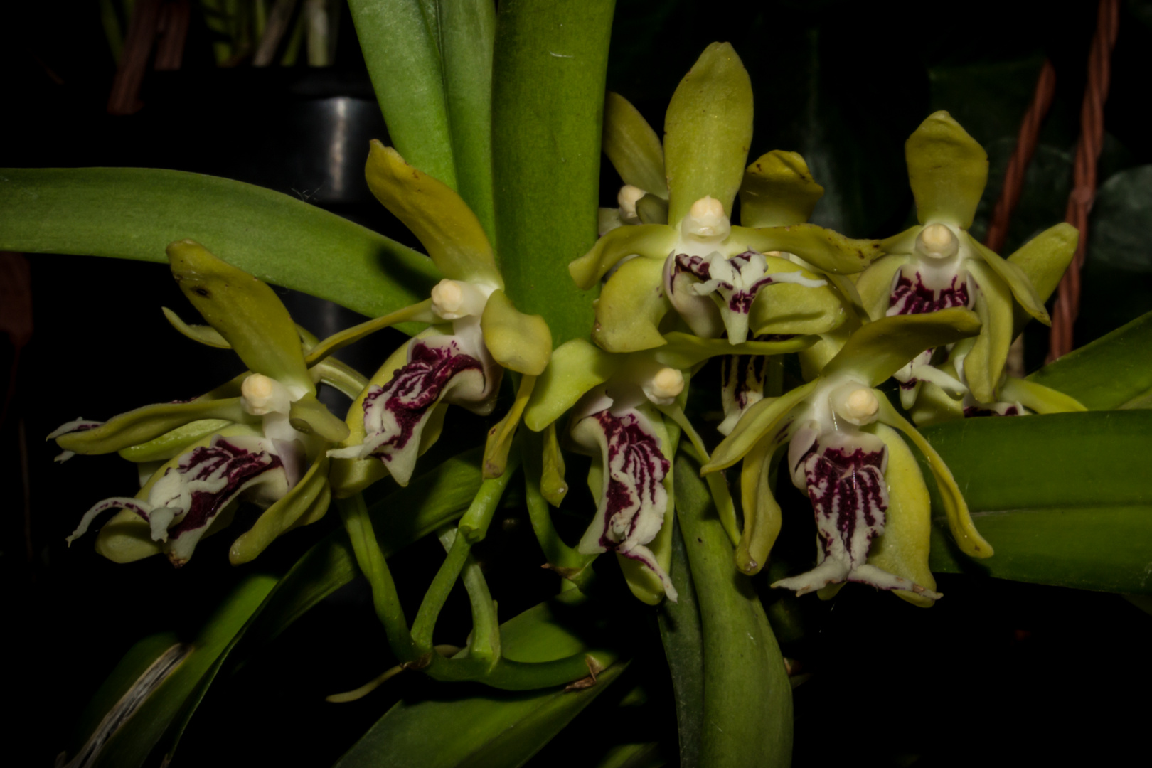 Vanda cristata  (Orchidee)