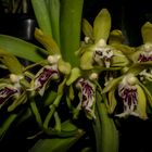 Vanda cristata  (Orchidee)