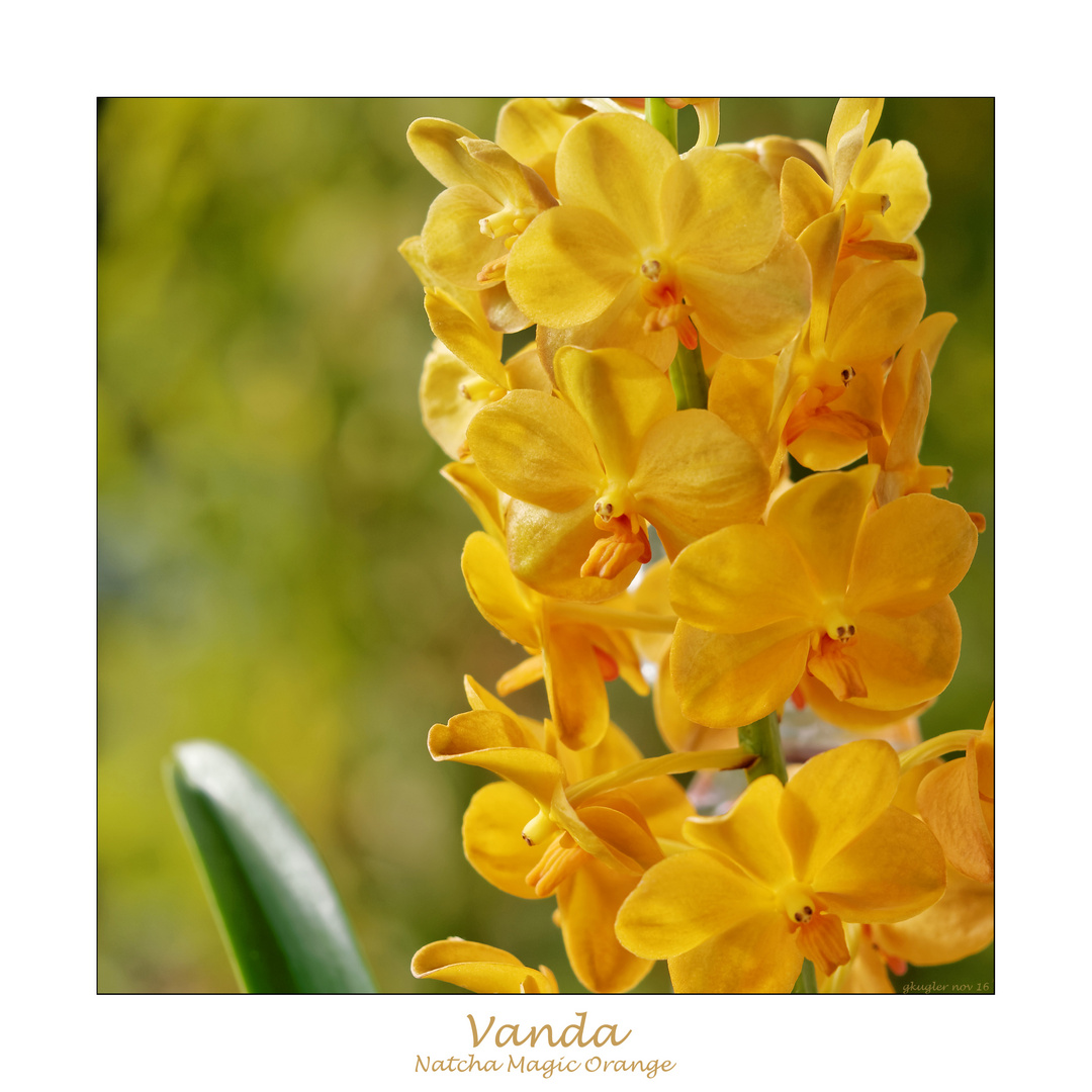 Vanda