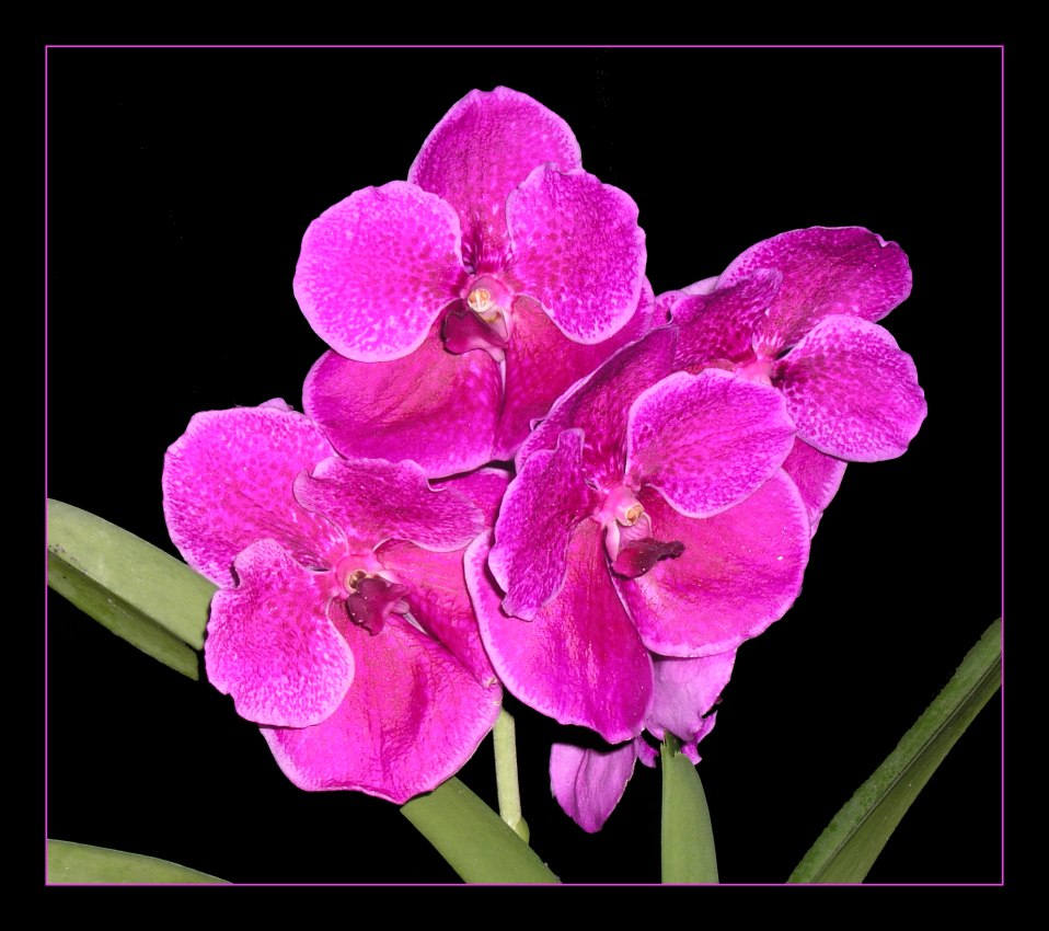 Vanda Fuchs Fuchsia