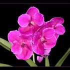 Vanda Fuchs Fuchsia