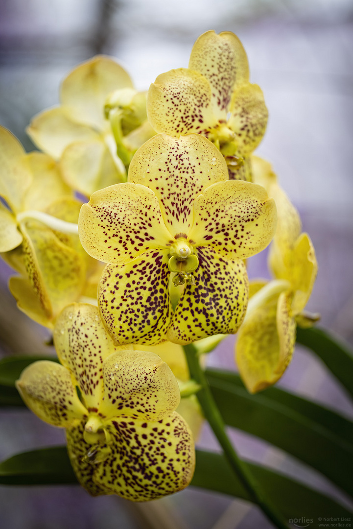 vanda hybrid