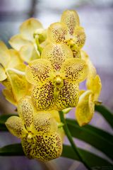 vanda hybrid