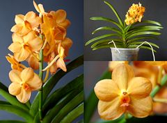 Vanda-Hybride im Topf