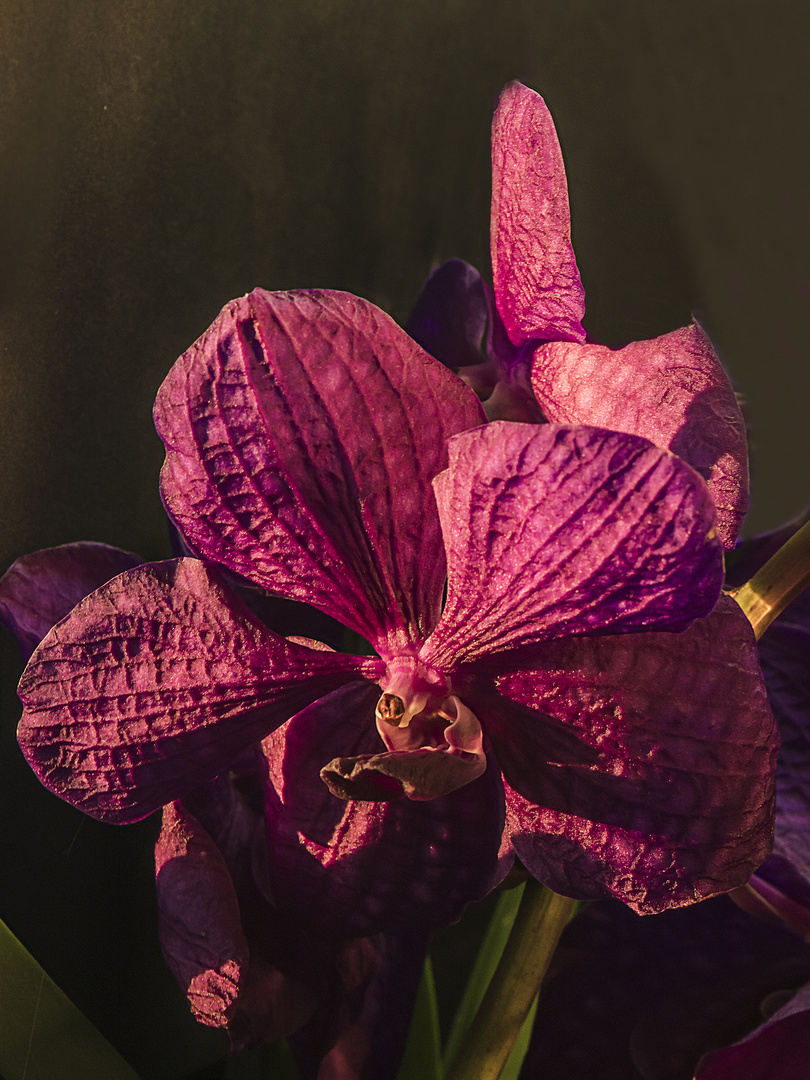 Vanda im Abendlicht