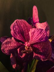 Vanda im Abendlicht