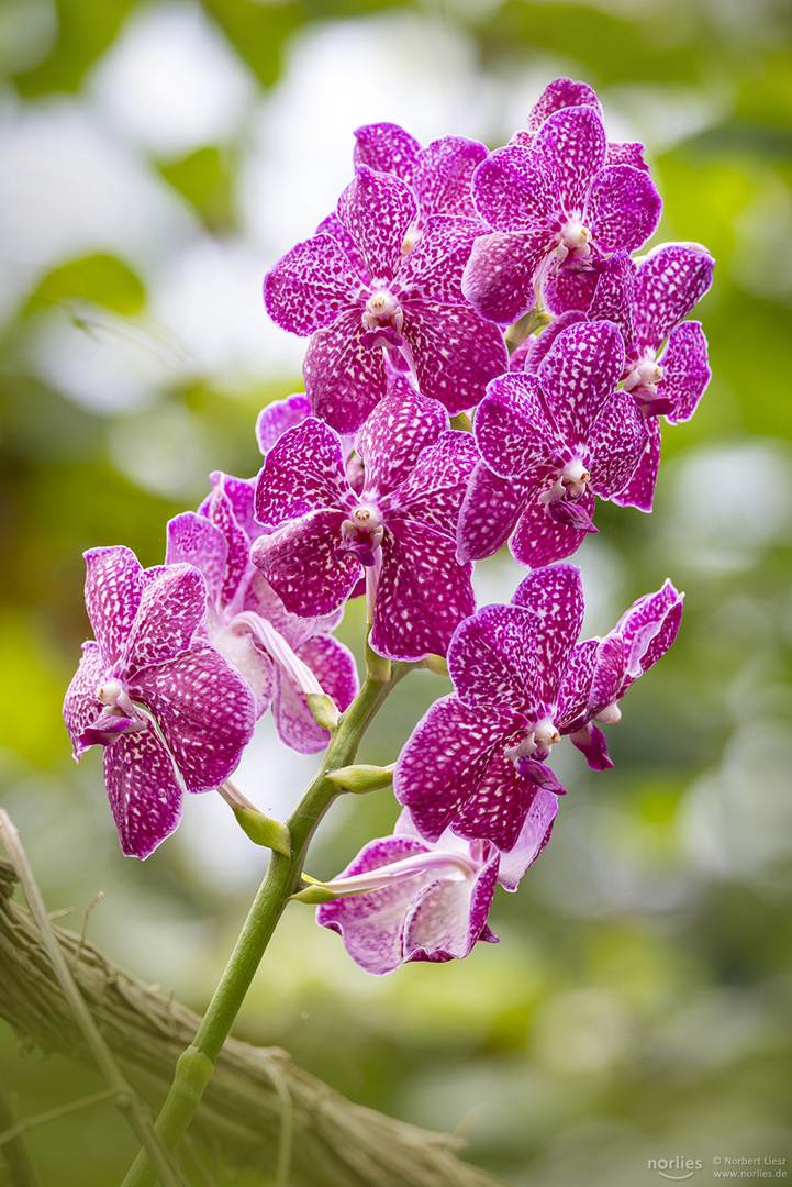 Vanda in pink