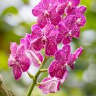 Vanda in pink