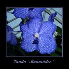 Vanda `Manuradee´