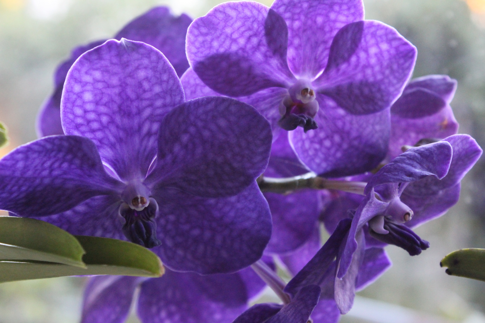 Vanda Mikasa Orchidee