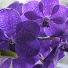 Vanda Mikasa Orchidee