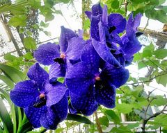 Vanda Orchidee