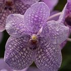 Vanda Orchidee