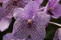 Vanda Orchidee