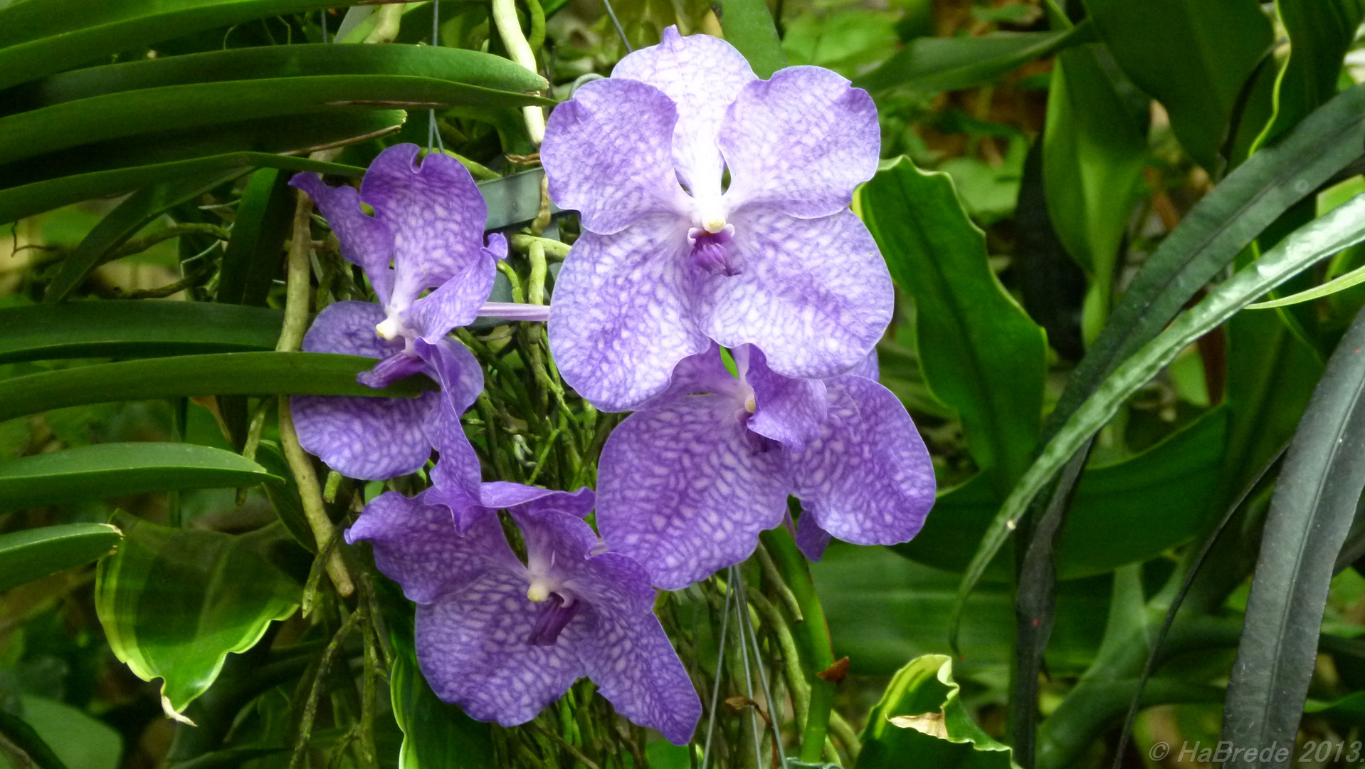Vanda-Orchidee Foto & Bild | natur, blumen, pflanzen Bilder auf fotocommunity