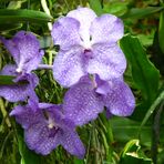 Vanda-Orchidee