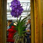 Vanda - Orchidee