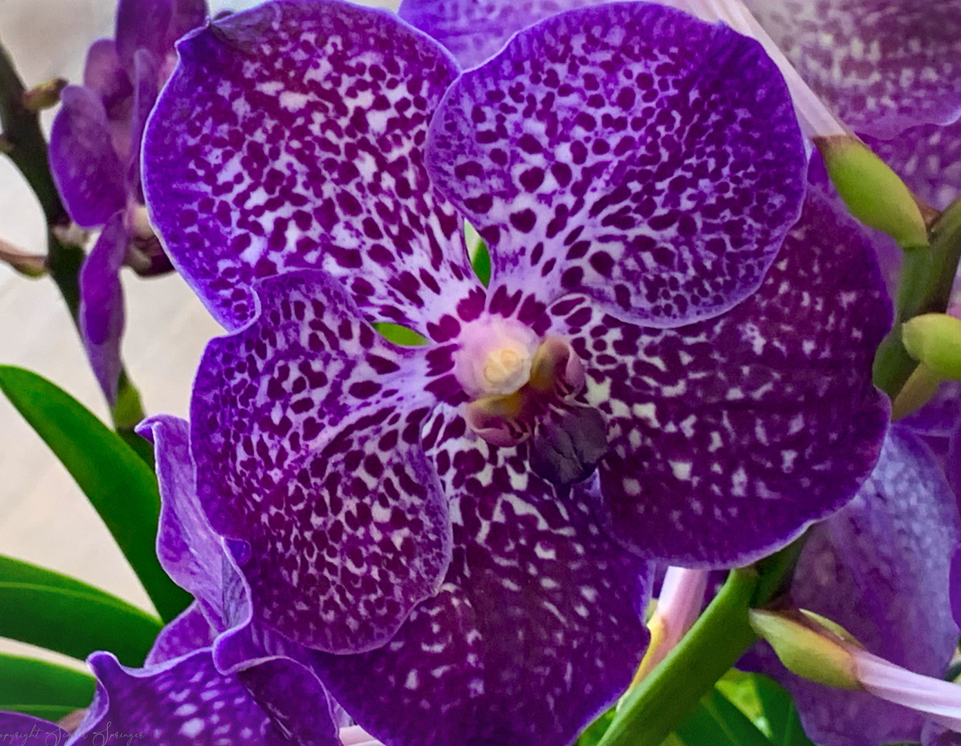 Vanda Orchidee