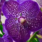 Vanda Orchidee