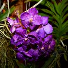 Vanda-Orchidee