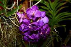 Vanda-Orchidee