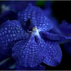 Vanda-Orchidee