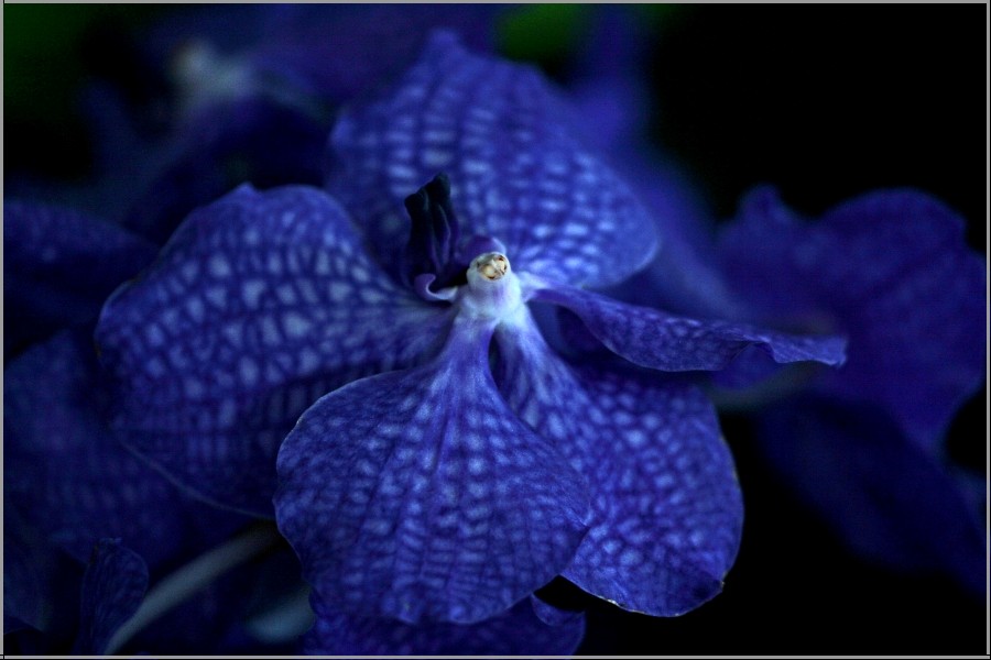 Vanda-Orchidee